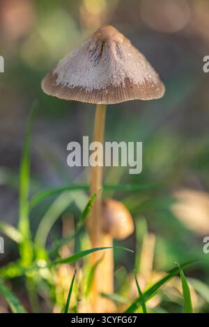 Makrofoto von Pilzen im Parkgras – Tautropfen und Sonnenlicht mit verschwommenem Hintergrund Stockfoto