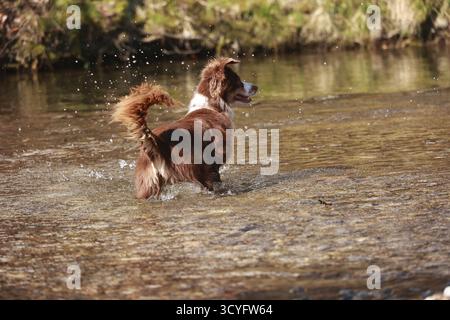 Ein brauner und weißer Hund plätschert in einem Fluss. Der Hund genießt das Wasser und er hat Spaß Stockfoto