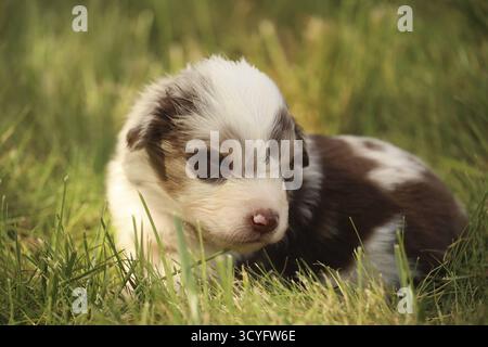 Ein brauner und weißer Welpe liegt im Gras. Der Welpe ist klein und süß. Das Gras ist grün und üppig, Kempten, Deutschland Stockfoto