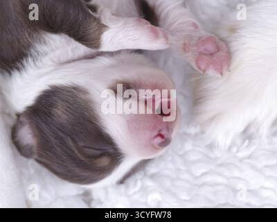 Der Welpe schläft auf einer weißen Decke. Der Welpe hat eine pinkfarbene Nase und rosa Pfoten. Der Welpe ist klein und süß Stockfoto