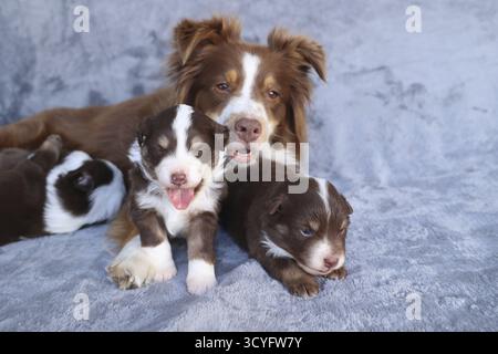 Eine Hundemutter und ihre Welpen liegen auf einer Decke. Die Welpen sind braun und weiß, Kempten, Deutschland Stockfoto