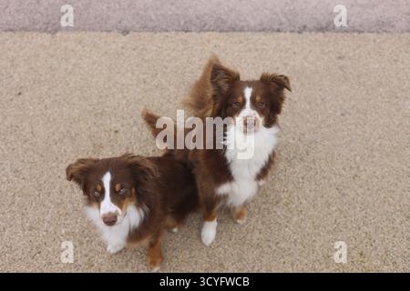 Zwei braune und weiße Hunde stehen nebeneinander auf einem Bürgersteig. Die Hunde schauen in die Kamera Stockfoto