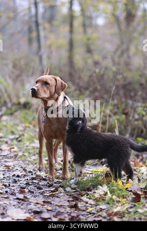 Zwei Hunde stehen nebeneinander in einem Wald. Einer ist braun und der andere schwarz Stockfoto