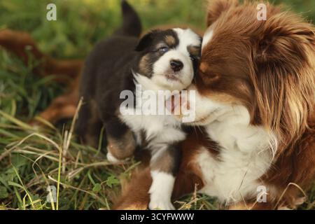 Ein Hund und ihr Welpe liegen auf dem Gras, während der Welpe das Gesicht der Mutter anschmiegt Stockfoto
