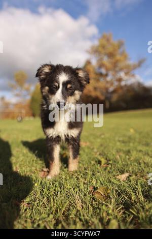 Ein kleiner Hund steht auf einem grasbewachsenen Feld. Der Hund ist schwarz und weiß und er schaut in die Kamera. Die Szene ist friedlich und ruhig, mit dem Hund Stockfoto