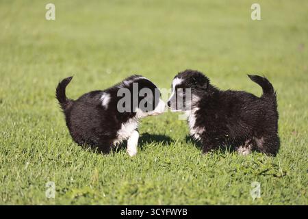 Zwei Welpen spielen auf einem grasbewachsenen Feld. Einer ist schwarz-weiß und der andere schwarz Stockfoto