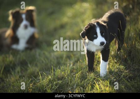 Zwei Hunde stehen auf einem grasbewachsenen Feld. Einer ist schwarz-weiß und der andere braun-weiß Stockfoto
