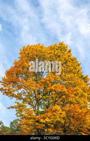 Fall foliage of a tall maple tree canopy in autumn with beautiful yellow and orange leaves against a blue sky in October Stockfoto
