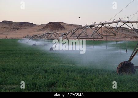 Modernes Bewässerungssystem im Feld Stockfoto