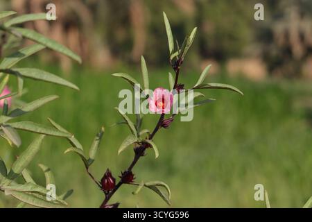 Nahaufnahme einer lebendigen roten Hibiskusblüte in voller Blüte Stockfoto