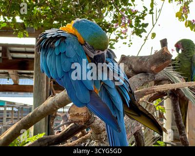 Ein Blick auf einen blau-gelben Ara, der sich auf einem Baumarm befindet. Stockfoto