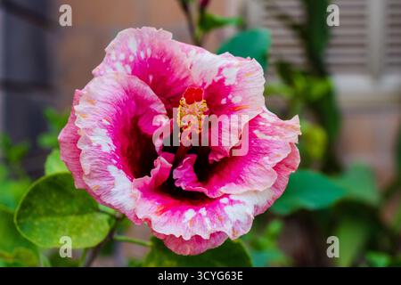 Rosa Hibiskus-Blume in voller Blüte mit hellen Blütenblättern und üppigem grünem Garten Hintergrund im Freien Stockfoto