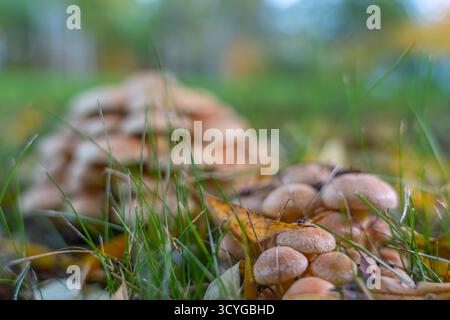 Zwei Gruppen von Pilzen in weichem Fokus mit Herbstgras im Vordergrund. Das Bild erfasst Tiefe und natürliche Atmosphäre. Stockfoto