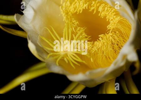 Blühender Kakteen in Costa Rica, Selenicereus costaricensis, natürlicher Makrohintergrund Stockfoto