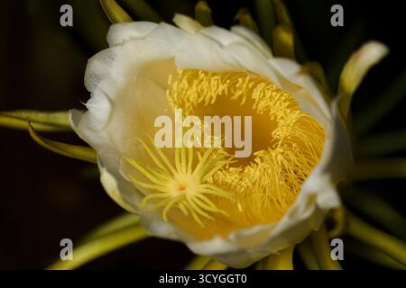 Blühender Kakteen in Costa Rica, Selenicereus costaricensis, natürlicher Makrohintergrund Stockfoto