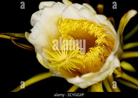 Blühender Kakteen in Costa Rica, Selenicereus costaricensis, natürlicher Makrohintergrund Stockfoto