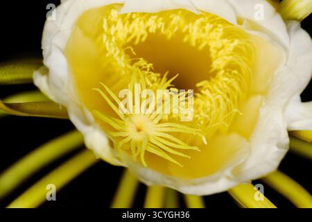 Blühender Kakteen in Costa Rica, Selenicereus costaricensis, natürlicher Makrohintergrund Stockfoto