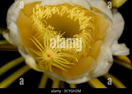 Blühender Kakteen in Costa Rica, Selenicereus costaricensis, natürlicher Makrohintergrund Stockfoto