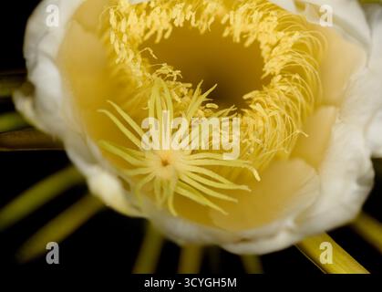 Blühender Kakteen in Costa Rica, Selenicereus costaricensis, natürlicher Makrohintergrund Stockfoto