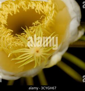 Blühender Kakteen in Costa Rica, Selenicereus costaricensis, natürlicher Makrohintergrund Stockfoto