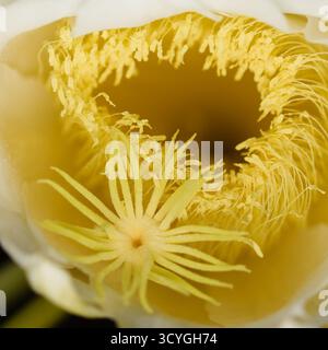 Blühender Kakteen in Costa Rica, Selenicereus costaricensis, natürlicher Makrohintergrund Stockfoto