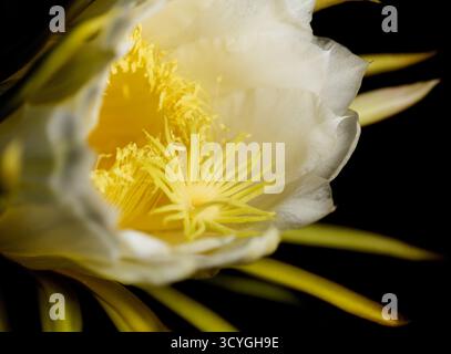 Blühender Kakteen in Costa Rica, Selenicereus costaricensis, natürlicher Makrohintergrund Stockfoto
