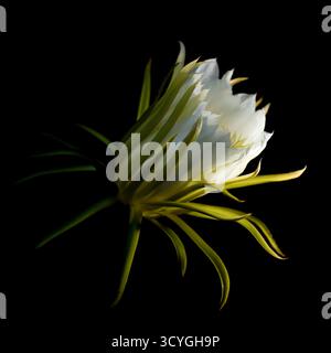 Blühender Kakteen in Costa Rica, Selenicereus costaricensis, natürlicher Makrohintergrund Stockfoto