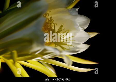 Blühender Kakteen in Costa Rica, Selenicereus costaricensis, natürlicher Makrohintergrund Stockfoto