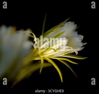 Blühender Kakteen in Costa Rica, Selenicereus costaricensis, natürlicher Makrohintergrund Stockfoto