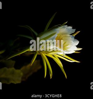 Blühender Kakteen in Costa Rica, Selenicereus costaricensis, natürlicher Makrohintergrund Stockfoto