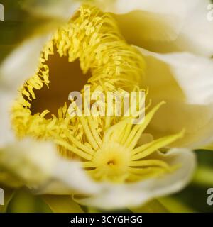 Blühender Kakteen in Costa Rica, Selenicereus costaricensis, natürlicher Makrohintergrund Stockfoto