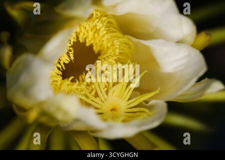 Blühender Kakteen in Costa Rica, Selenicereus costaricensis, natürlicher Makrohintergrund Stockfoto