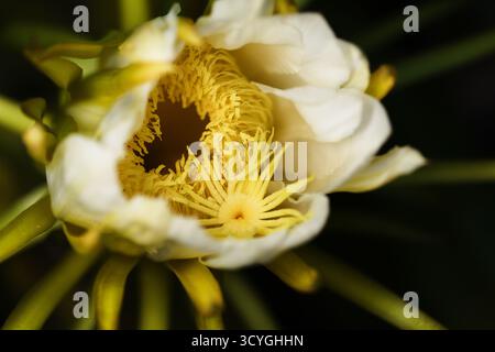 Blühender Kakteen in Costa Rica, Selenicereus costaricensis, natürlicher Makrohintergrund Stockfoto