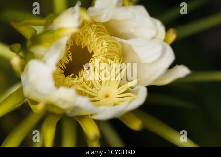 Blühender Kakteen in Costa Rica, Selenicereus costaricensis, natürlicher Makrohintergrund Stockfoto