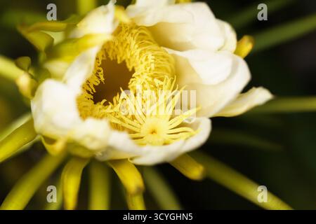 Blühender Kakteen in Costa Rica, Selenicereus costaricensis, natürlicher Makrohintergrund Stockfoto