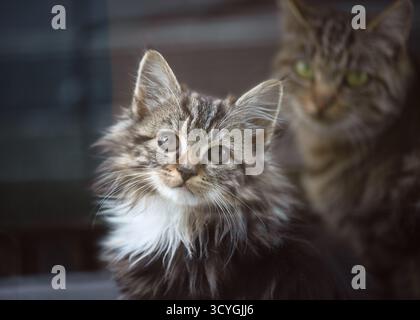 Entzückendes, süßes kleines Kätzchen mit langem Fell und weißer Brust, ruhig sitzend und mit unschuldiger Neugier und seiner Mutterkatze blickend Stockfoto