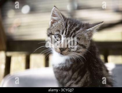 Verspieltes kleines Kätzchen mit glänzenden großen Augen und zarten Barthaaren, die ruhig sitzen und in warmes Sonnenlicht getaucht sind. (Felis catus) Naturlandwirtschaftskonzept. Stockfoto