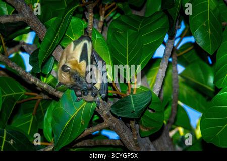 Ein Paar Fledermäuse oder fliegende Füchse, die kopfüber in einem großen Gummibaum hängen und die Augen offen halten. Stockfoto