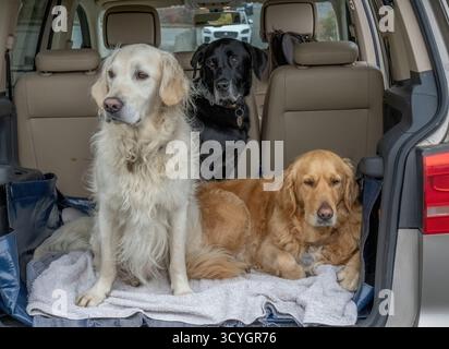 Golden Retrievers und Labrador gehen in den Wagen. Stockfoto