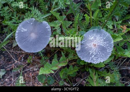 Verschwindende Pilze Tintenkappen Pilz Hasen Fuß Harefoot lagopus coprinopsis wächst im ländlichen Garten zala County ungarn Stockfoto