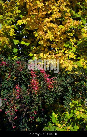 Rote Beeren auf europäischem Spindelbaum euonymus europaeus umgeben von gelben Herbstblättern Kreis zala ungarn Stockfoto