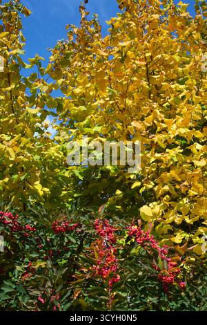 Rote Beeren auf europäischem Spindelbaum euonymus europaeus umgeben von gelben Herbstblättern Kreis zala ungarn Stockfoto