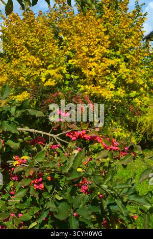 Rote Beeren auf europäischem Spindelbaum euonymus europaeus umgeben von gelben Herbstblättern Kreis zala ungarn Stockfoto