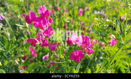 Wunderschöne rosa süße Erbsen Blume wächst wild Stockfoto