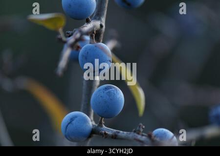 Schwarzdornbeeren auf einem Zweig mit verschwommenem Hintergrund. Blaue Früchte in der herbstlichen Naturszene, detaillierte Textur von Waldbeeren in natürlichem Licht. Stockfoto