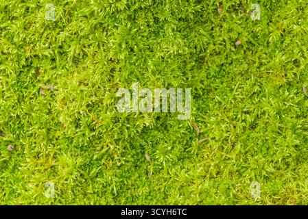 Nahaufnahme von weichem grünem Moos, das eine dichte natürliche Teppichtextur erzeugt. Detaillierte Makroansicht der üppigen Waldbodenvegetation. Stockfoto