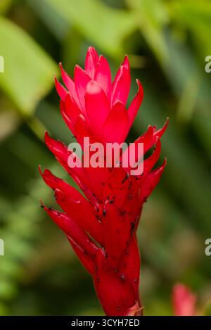Leuchtend rote Blütenstände von Vriesea Splendens, einer markanten Bromelie mit flachen, schwertähnlichen Deckblättern, die sich über grünen Rosetten erheben. Stockfoto