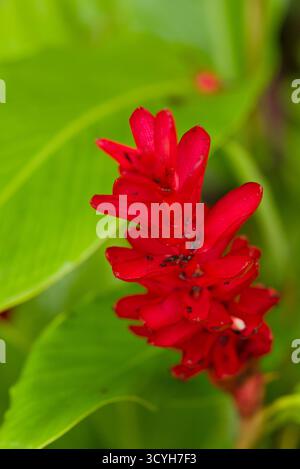 Leuchtend rote Blütenstände von Vriesea Splendens, einer markanten Bromelie mit flachen, schwertähnlichen Deckblättern, die sich über grünen Rosetten erheben. Stockfoto