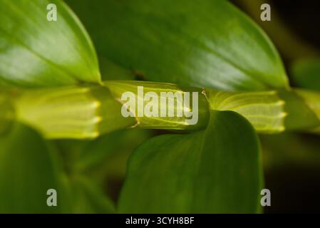 Nahaufnahme des segmentierten Stammes und der glänzend grünen Blätter von Dendrobium nobile, einer tropischen Orchideenart aus Laos und Südostasien. Stockfoto