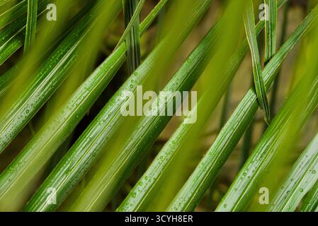 Nahaufnahme überlappender Palmblätter, bedeckt mit zarten Tau-Tropfen, die elegante Linien, natürliche Symmetrie und frische tropische Textur freigeben. Stockfoto